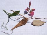 Lathyrus tuberosus. Корень с клубневидным утолщением, разрезанный клубень и часть побега с соцветием. Краснодарский край, г. Усть-Лабинск, обочина трассы у вьезда в город. 19.06.2016.