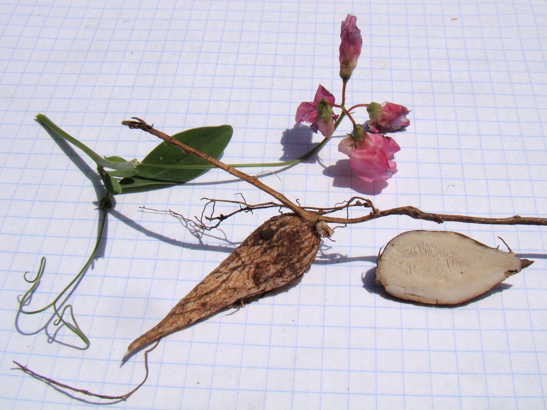 Image of Lathyrus tuberosus specimen.