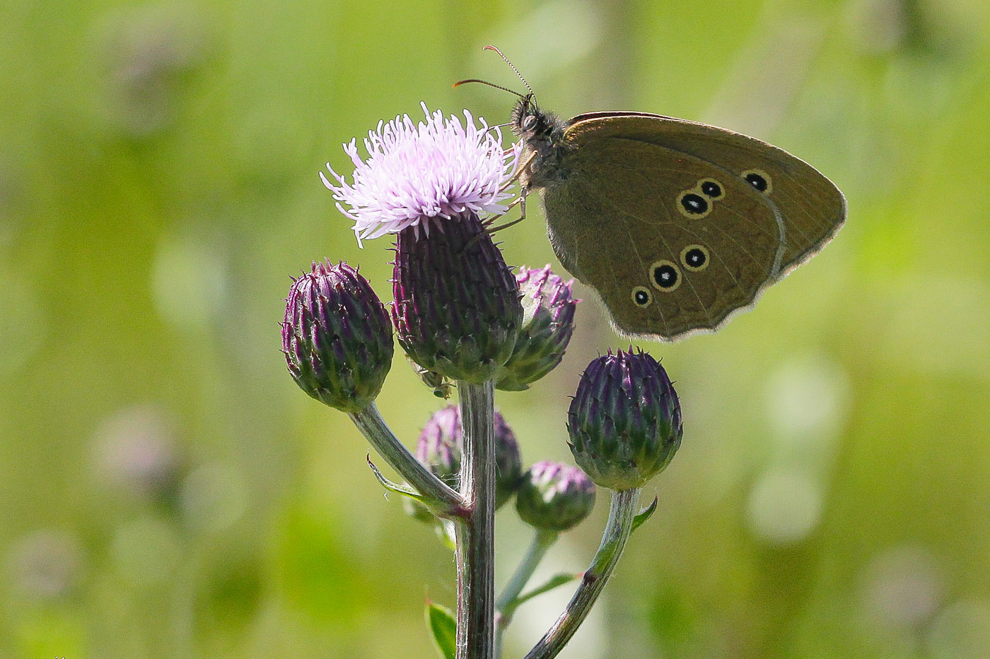 Image of Cirsium setosum specimen.