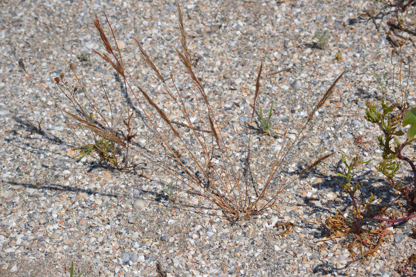 Image of Apera maritima specimen.