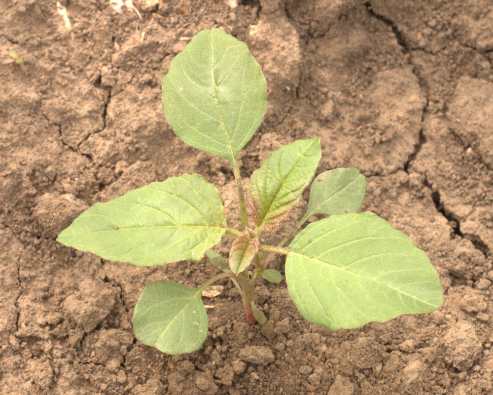 Image of Amaranthus retroflexus specimen.