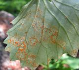 Dolichorrhiza renifolia. Часть листа (вид снизу), поражённого ржавчинным грибом. Кабардино-Балкария, Эльбрусский р-н, долина р. Ирик, ок. 2300 м н.у.м., сосняк на склоне горы. 14.07.2016.