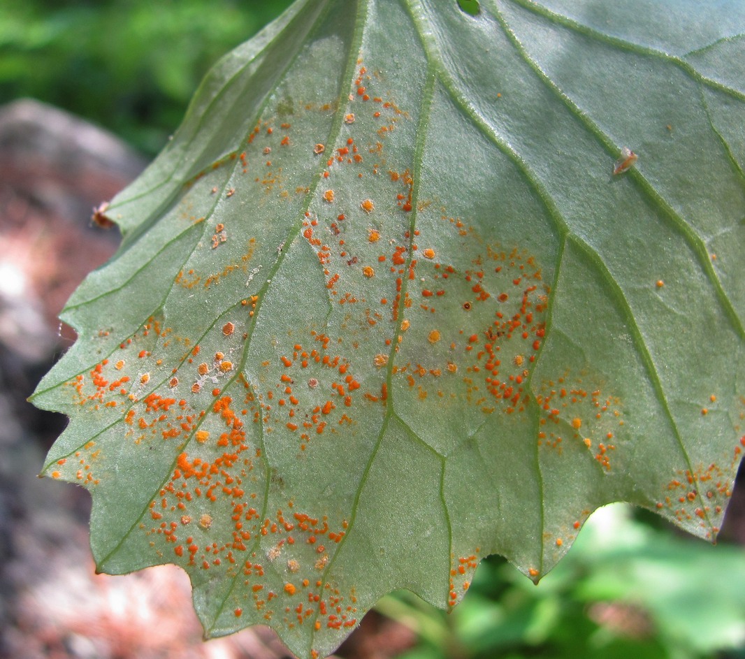 Изображение особи Dolichorrhiza renifolia.