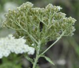 род Achillea