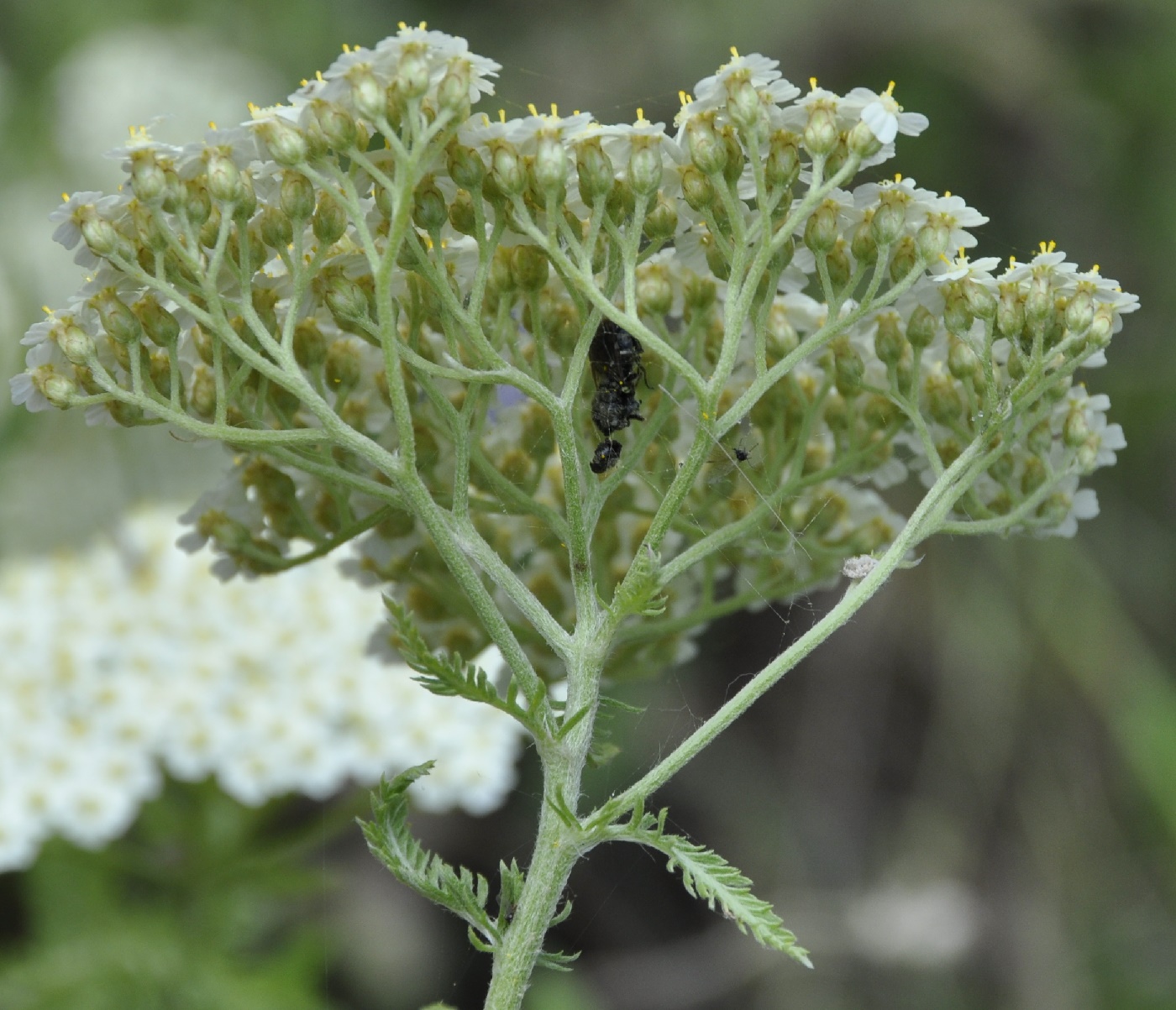 Изображение особи род Achillea.