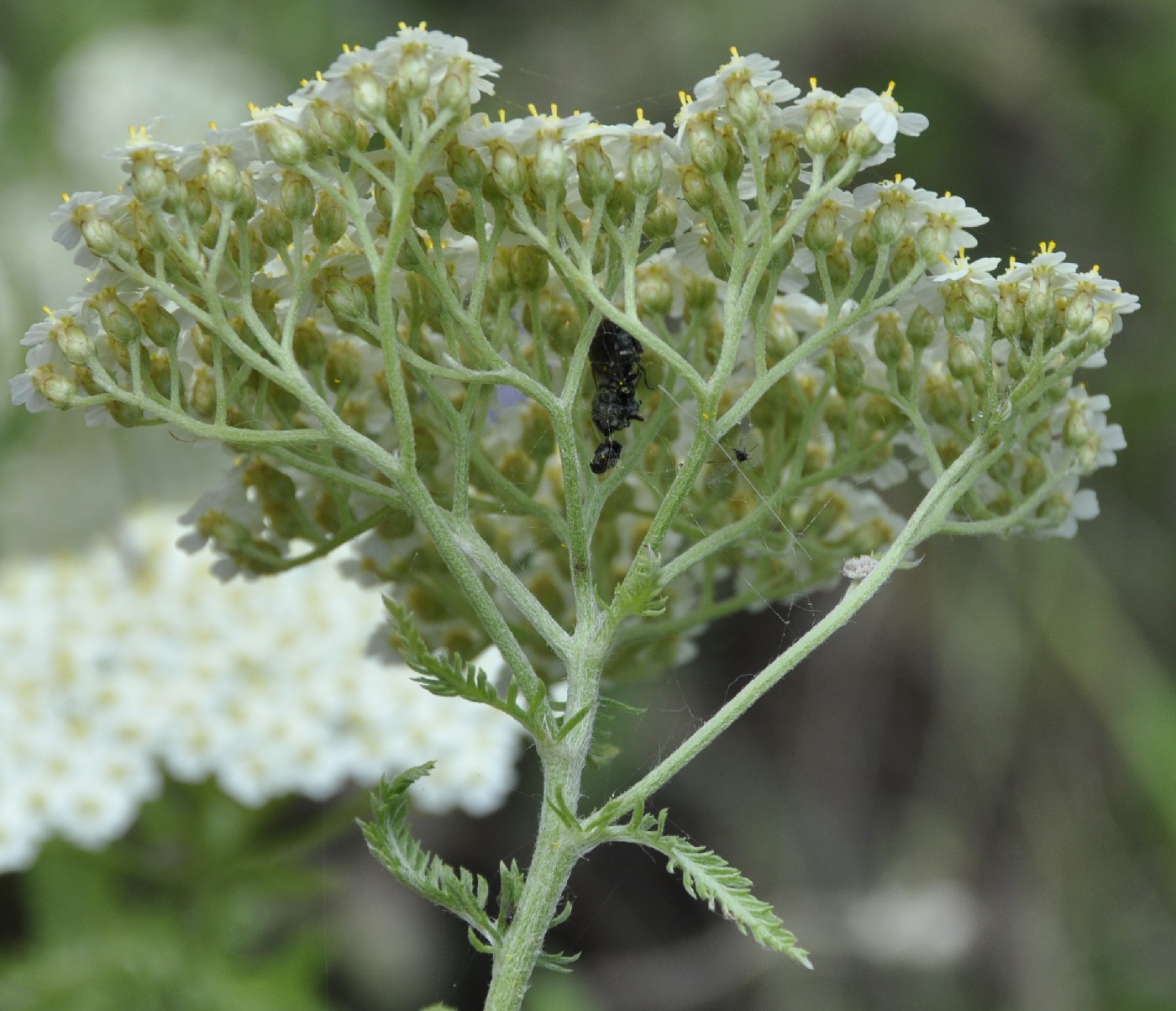 Image of genus Achillea specimen.