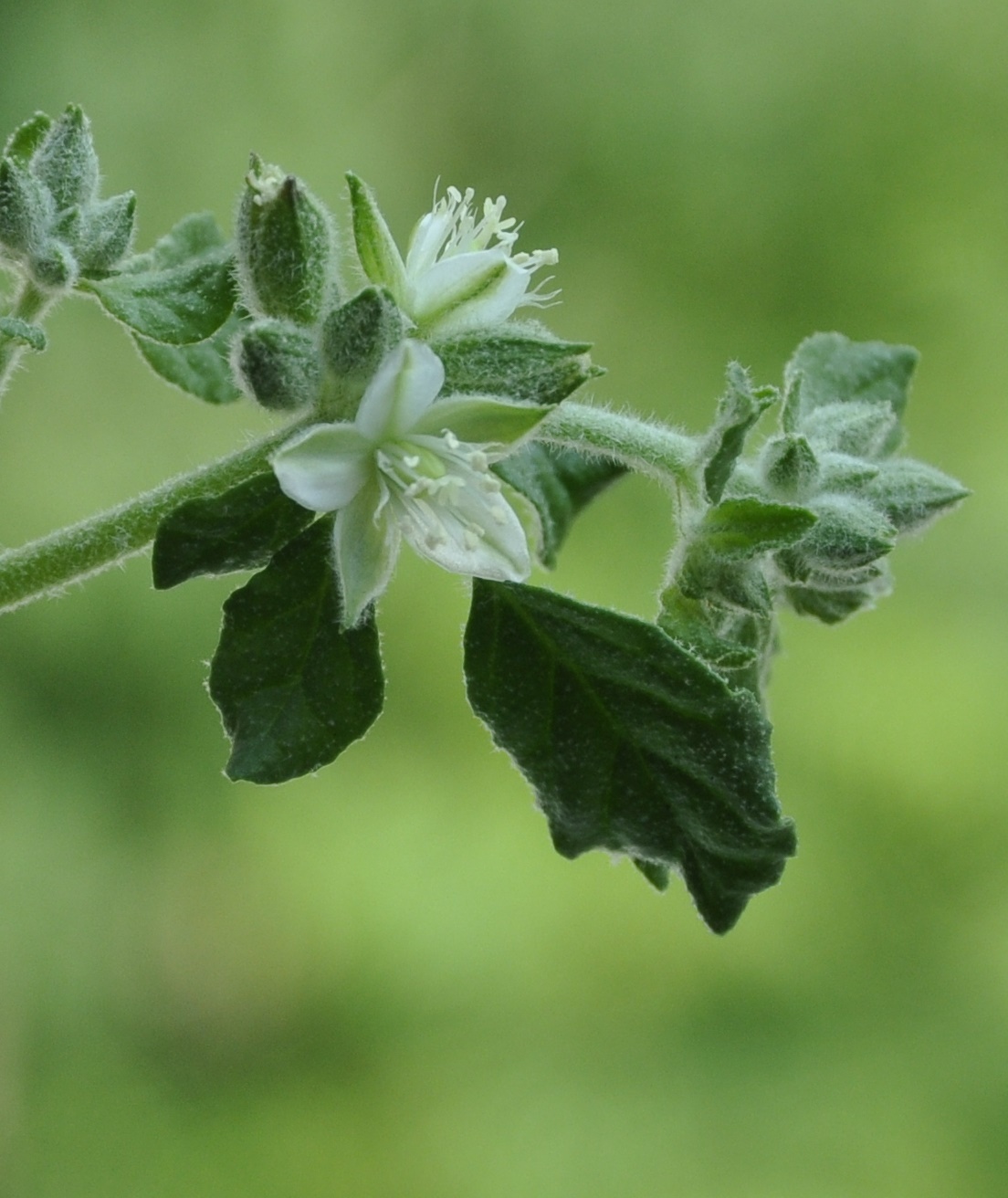Image of Glinus lotoides specimen.