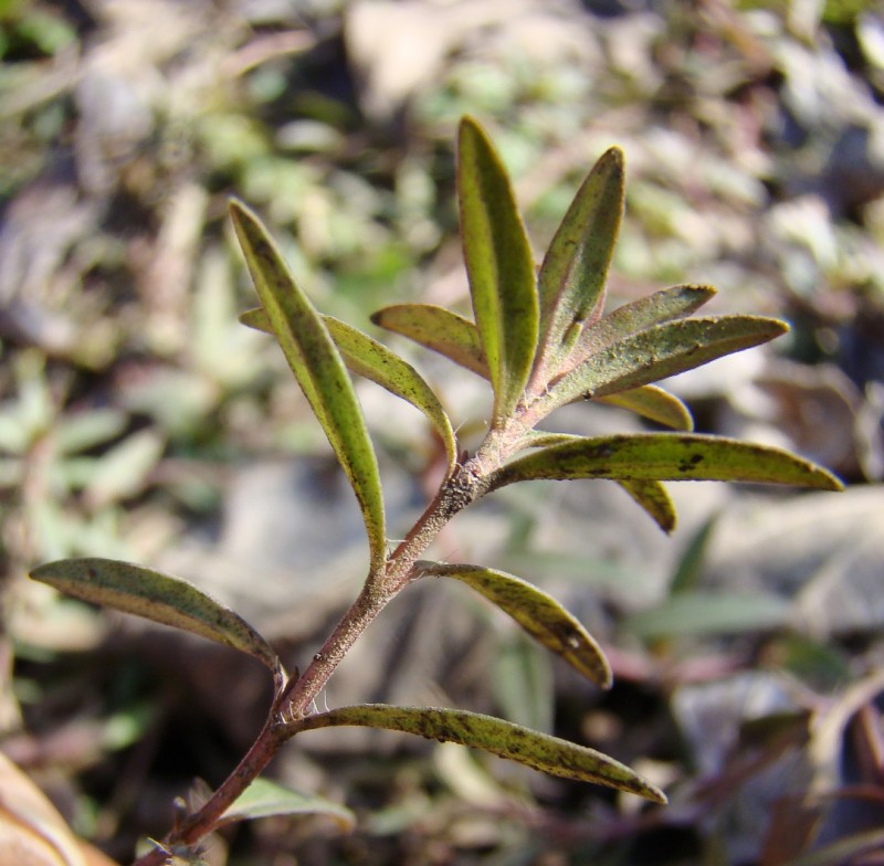 Изображение особи Thymus marschallianus.