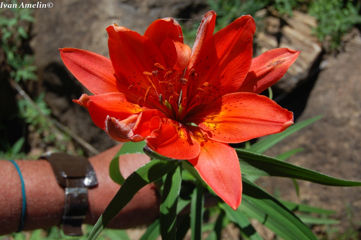 Image of Lilium pensylvanicum specimen.