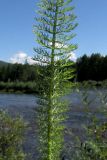 Achillea kuprijanovii