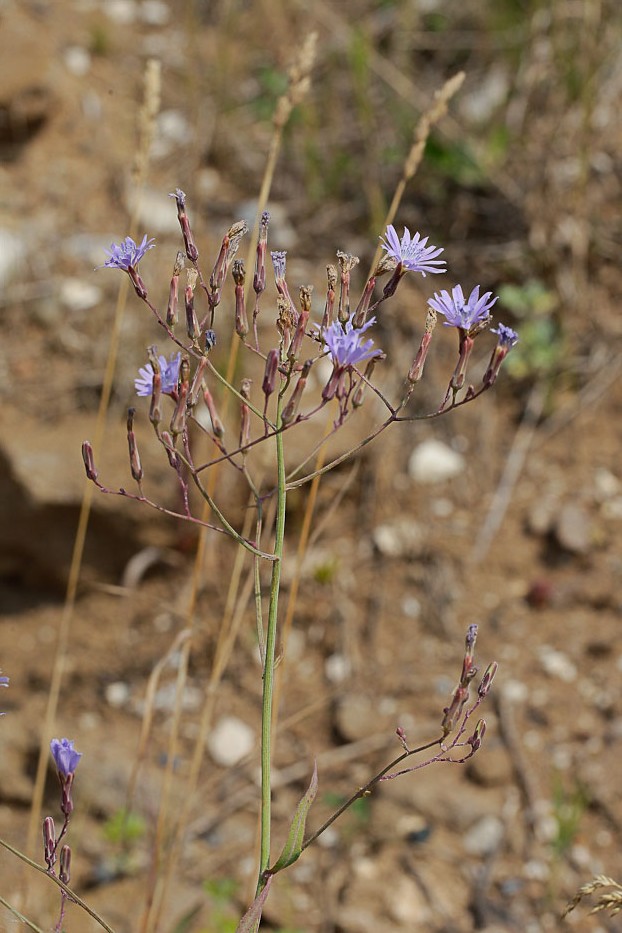 Изображение особи Lactuca tatarica.