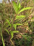 Solidago canadensis. Имматурное растение. Томск, между пос. Новый и мкр. Зелёные горки, заброшенные садовые участки. 21.09.2016.