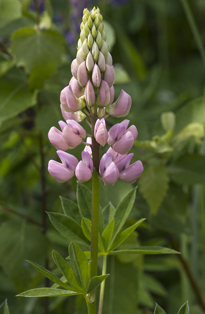 Image of Lupinus &times; regalis specimen.