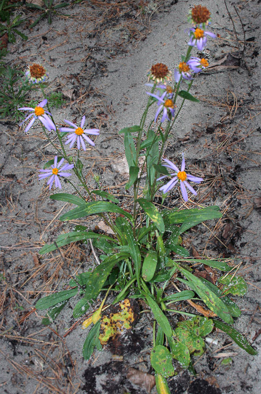 Image of genus Aster specimen.