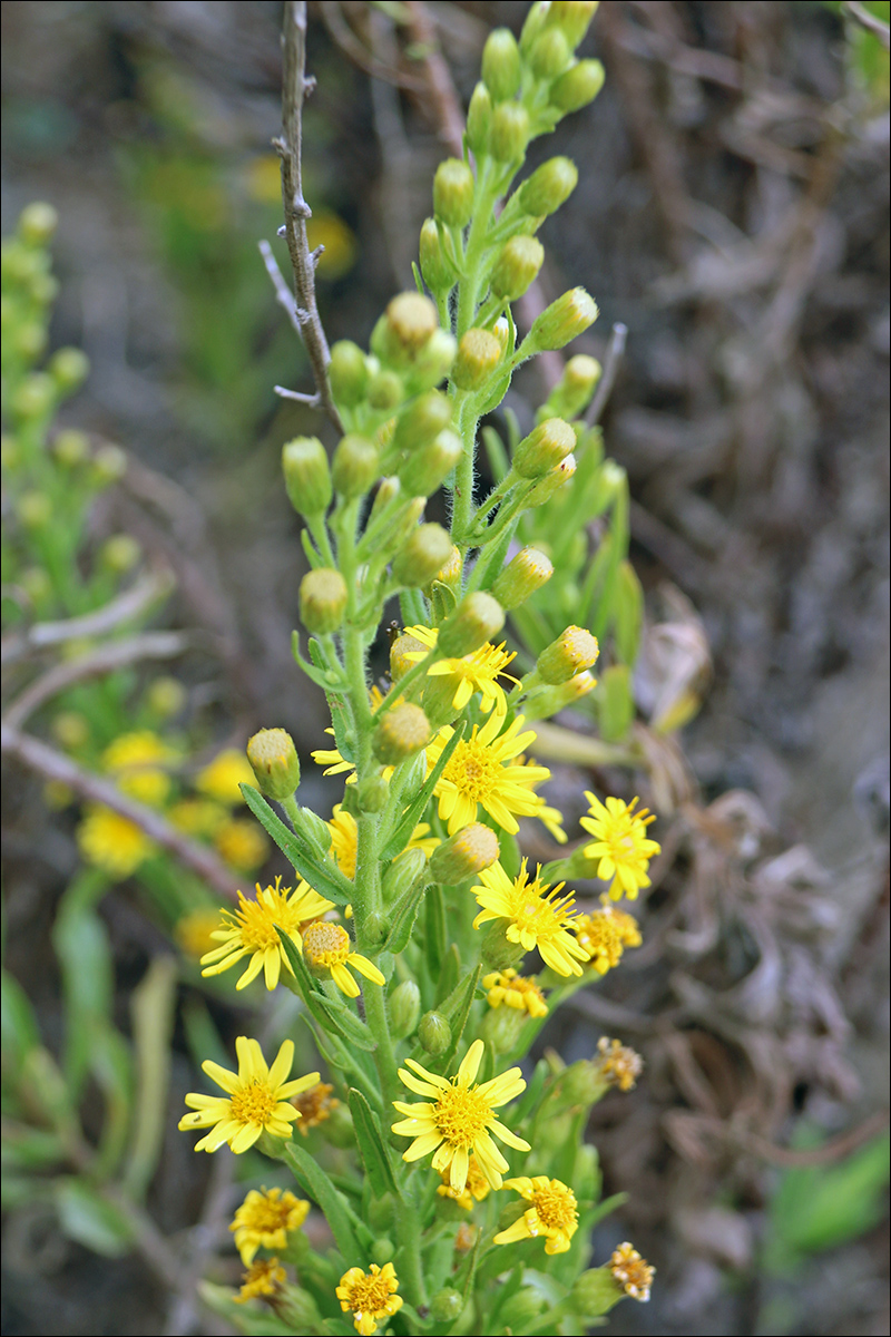 Image of Dittrichia viscosa specimen.