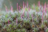 Polytrichum piliferum