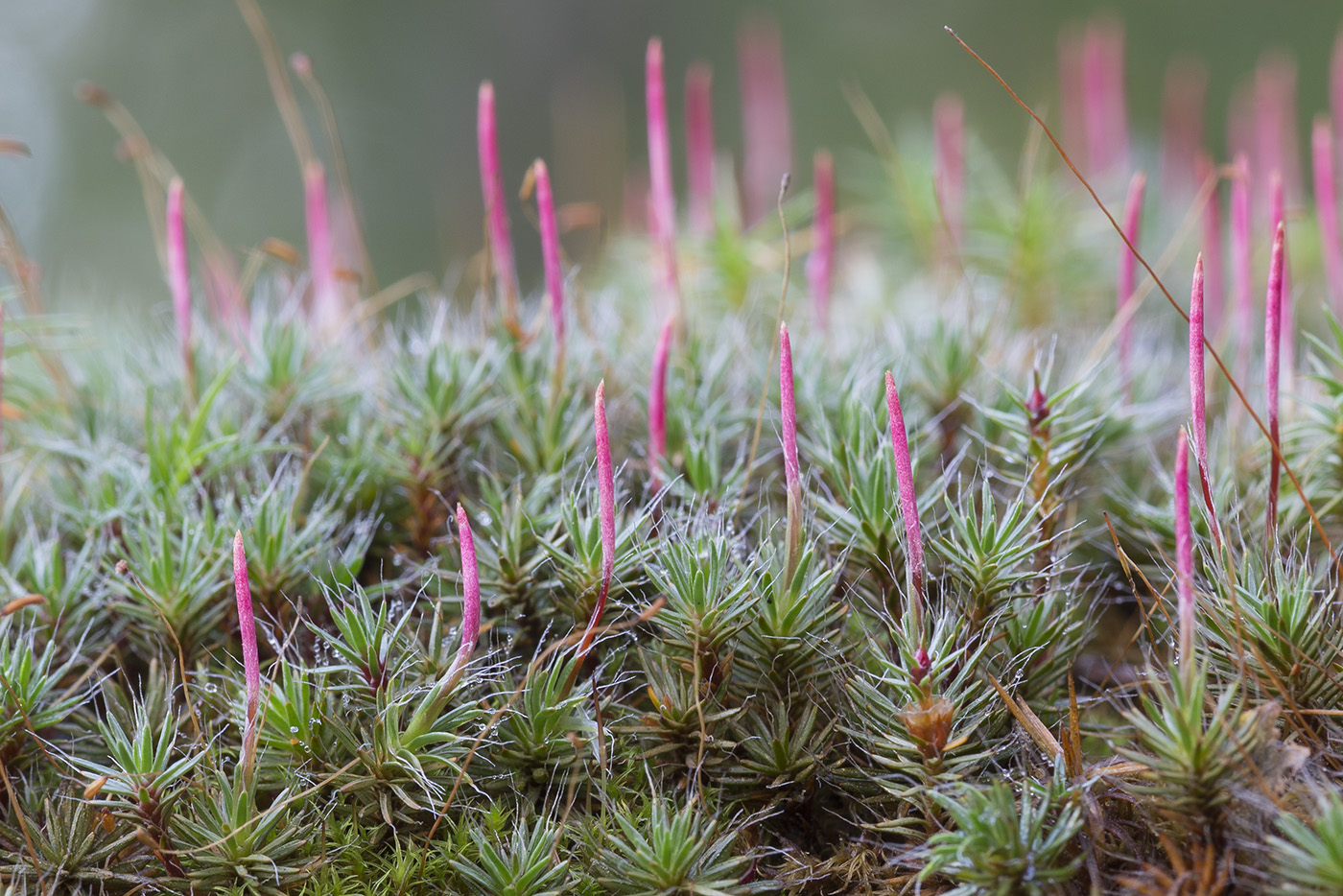 Image of Polytrichum piliferum specimen.