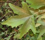 Platanus orientalis