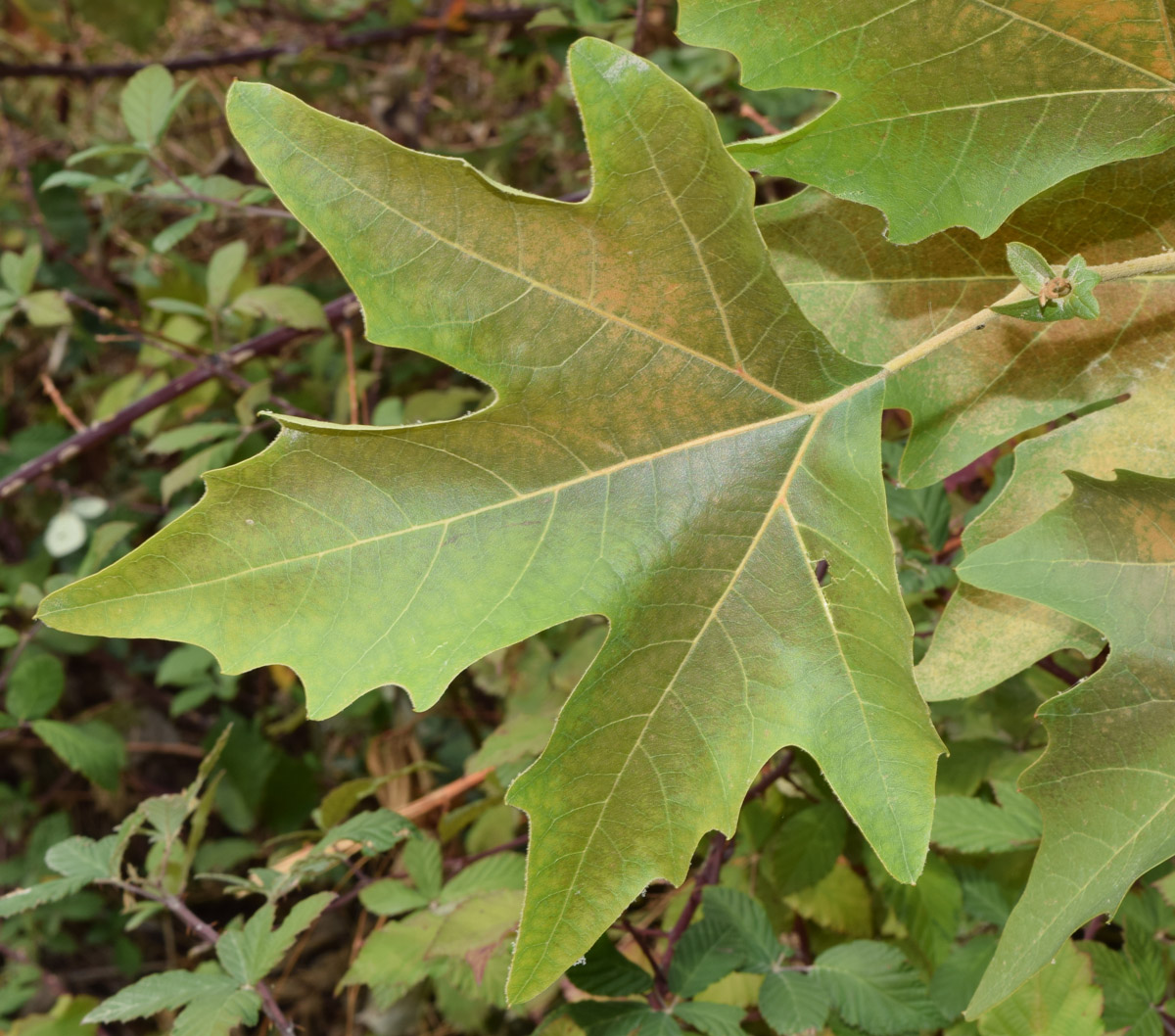 Image of Platanus orientalis specimen.