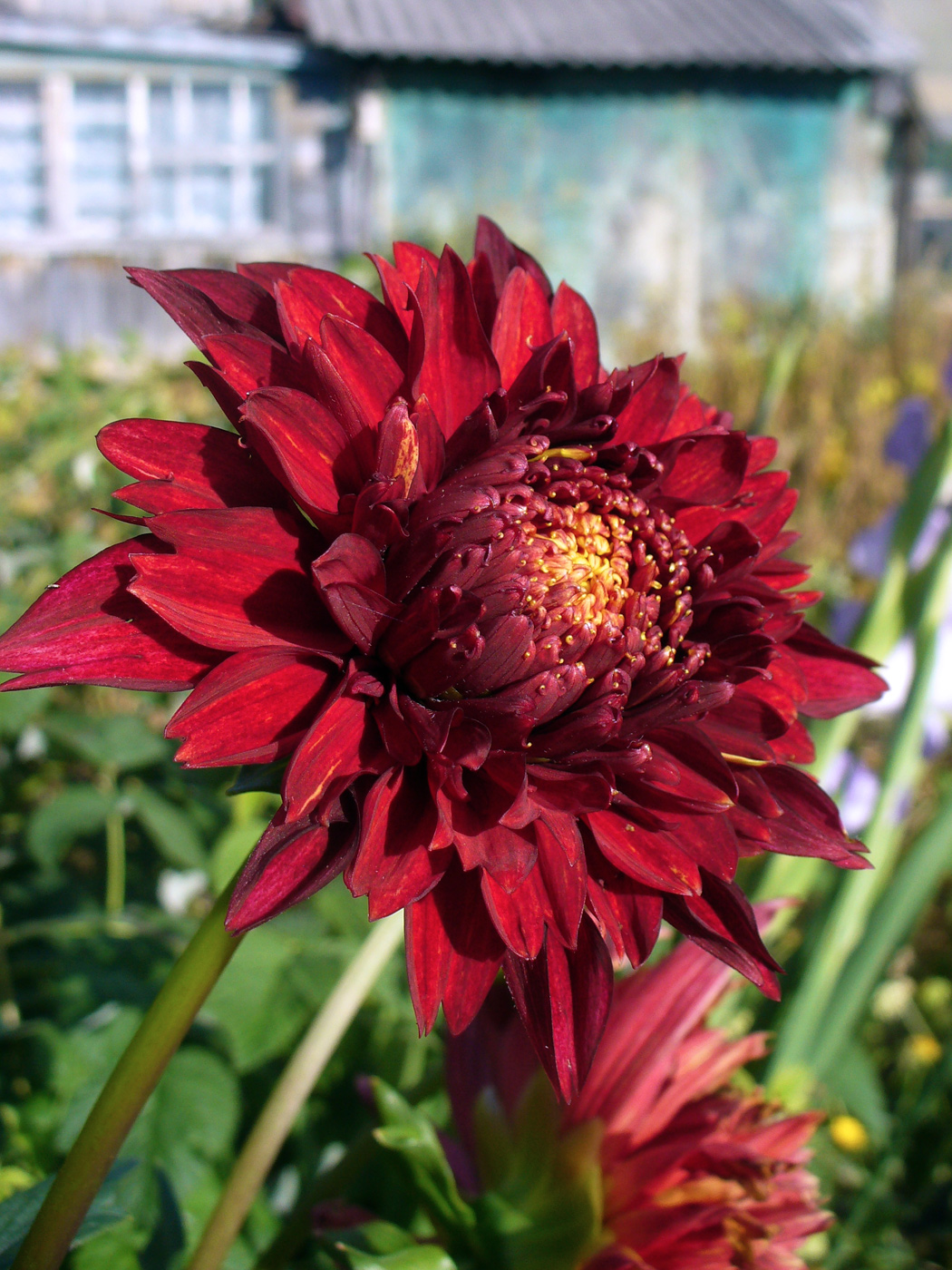 Изображение особи Dahlia &times; cultorum.