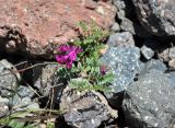 Vicia alpestris. Цветущее растение. Кабардино-Балкария, Эльбрусский р-н, пик Терскол, ≈ 3000 м н.у.м., каменистый склон. 14.07.2016.