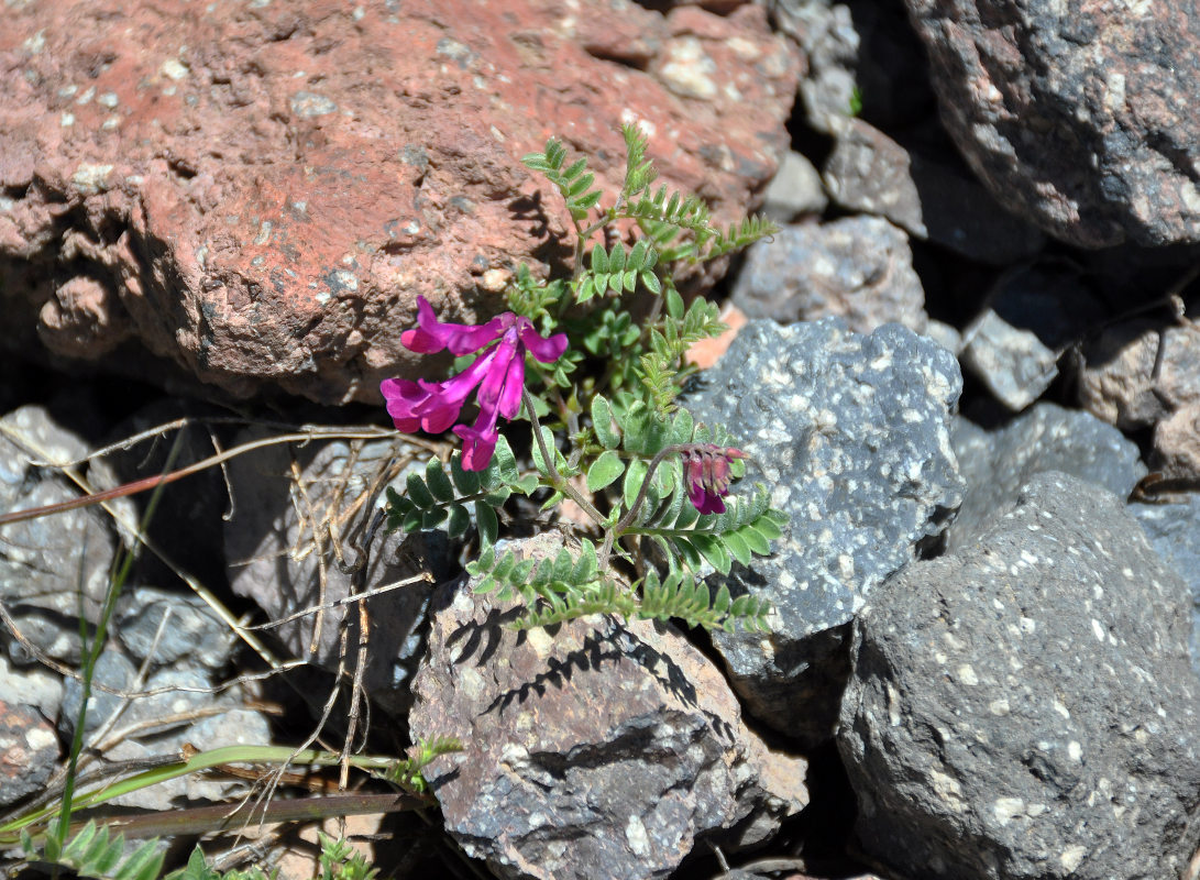 Image of Vicia alpestris specimen.
