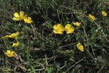 Ranunculus bulbosus