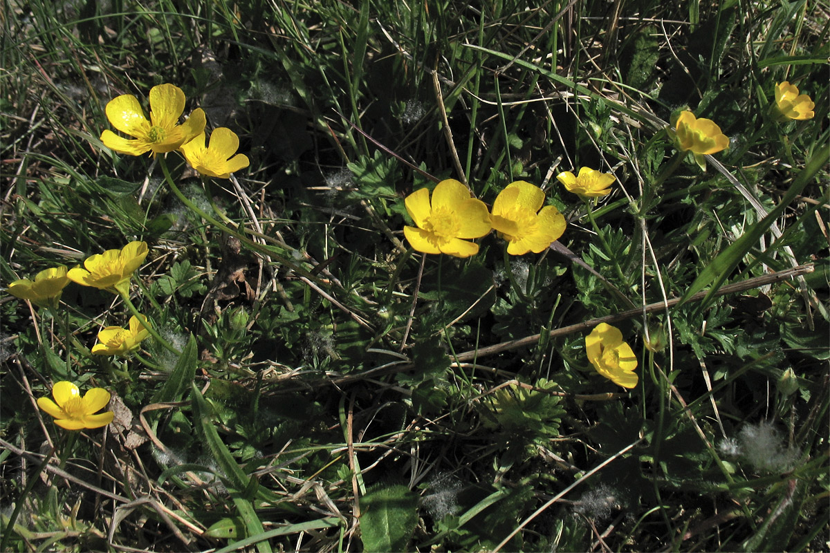 Изображение особи Ranunculus bulbosus.