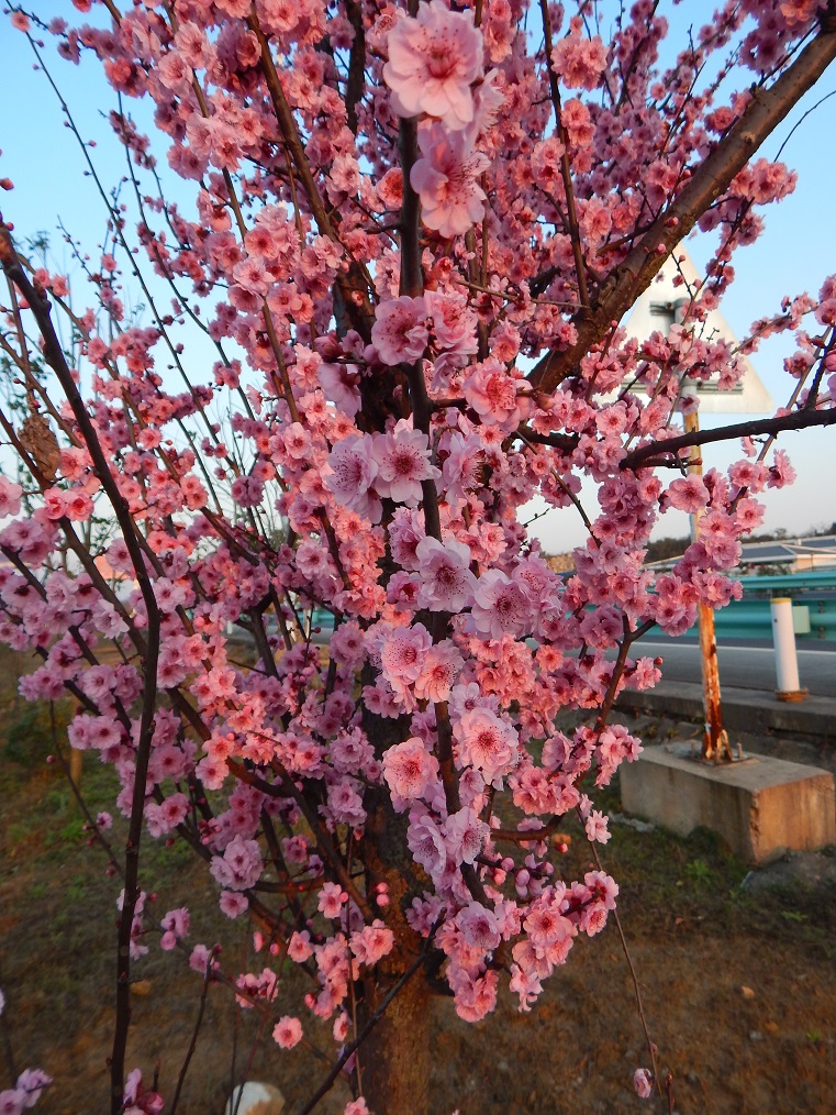 Изображение особи Prunus serrulata.