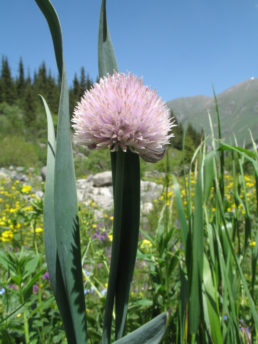 Image of Allium amblyophyllum specimen.