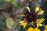 Gaillardia × grandiflora. Соцветие и соплодие. Новосибирск, цветник, в культуре. 16.10.2009.