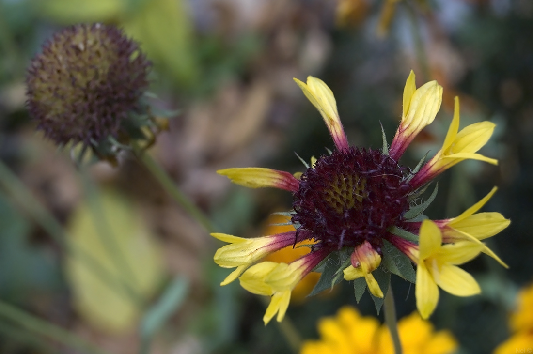 Image of Gaillardia × grandiflora specimen.