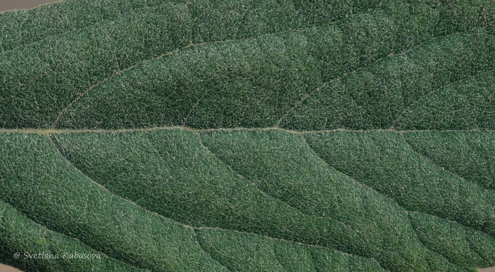 Image of Spiraea douglasii specimen.