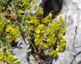 Euphorbia petrophila. Верхушка побега с соцветием. Крым, гора Чатырдаг (нижнее плато), каменистый склон. 05.06.2016.