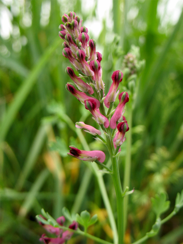 Image of Fumaria officinalis specimen.