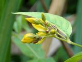 Lysimachia vulgaris. Распускающееся соцветие. Украина, г. Запорожье, о-в Хортица, южная часть острова, под деревьями, возле ручья. 12.08.2016.