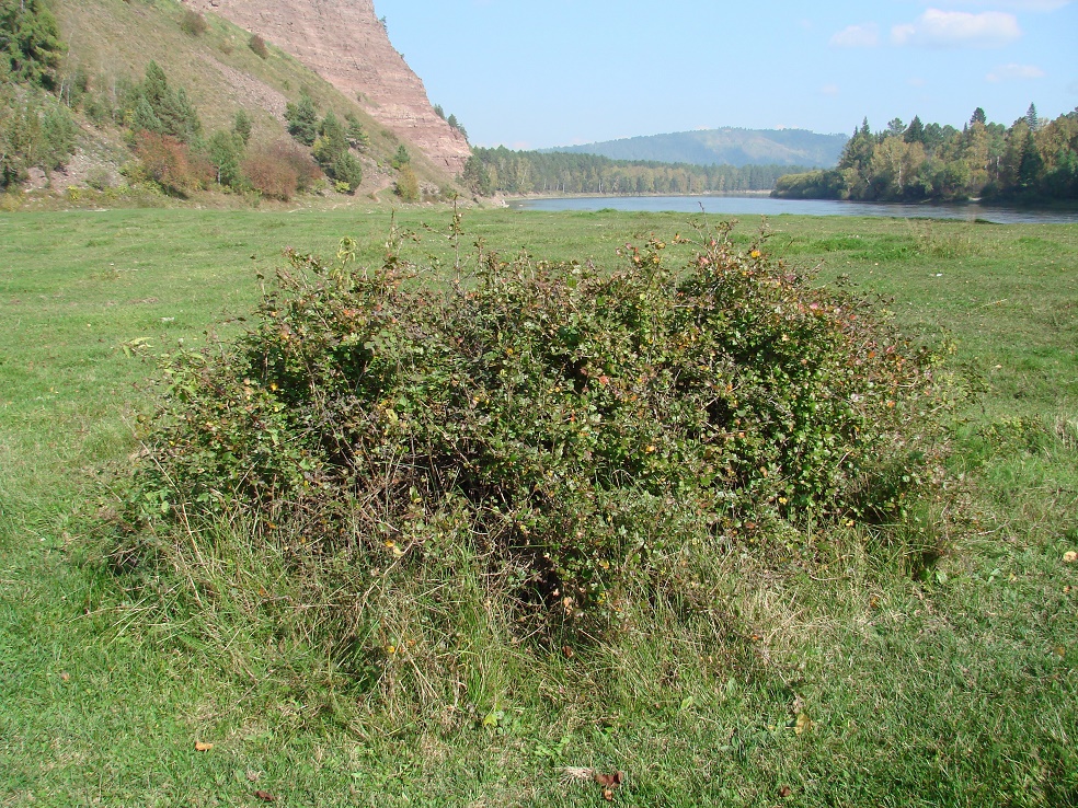 Image of Grossularia reclinata specimen.