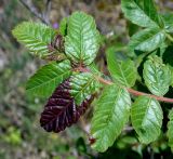 Rhus coriaria