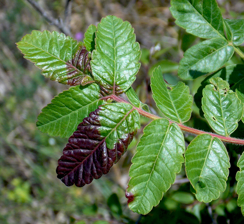 Image of Rhus coriaria specimen.