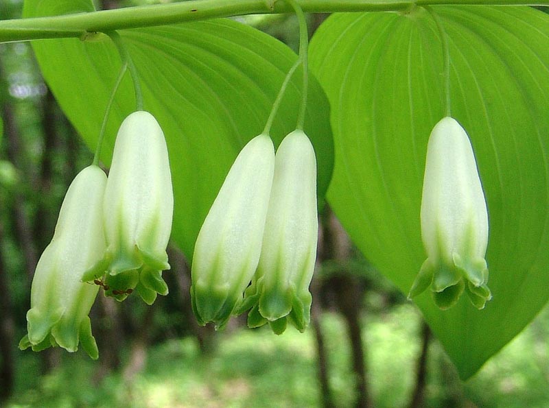 Image of Polygonatum glaberrimum specimen.