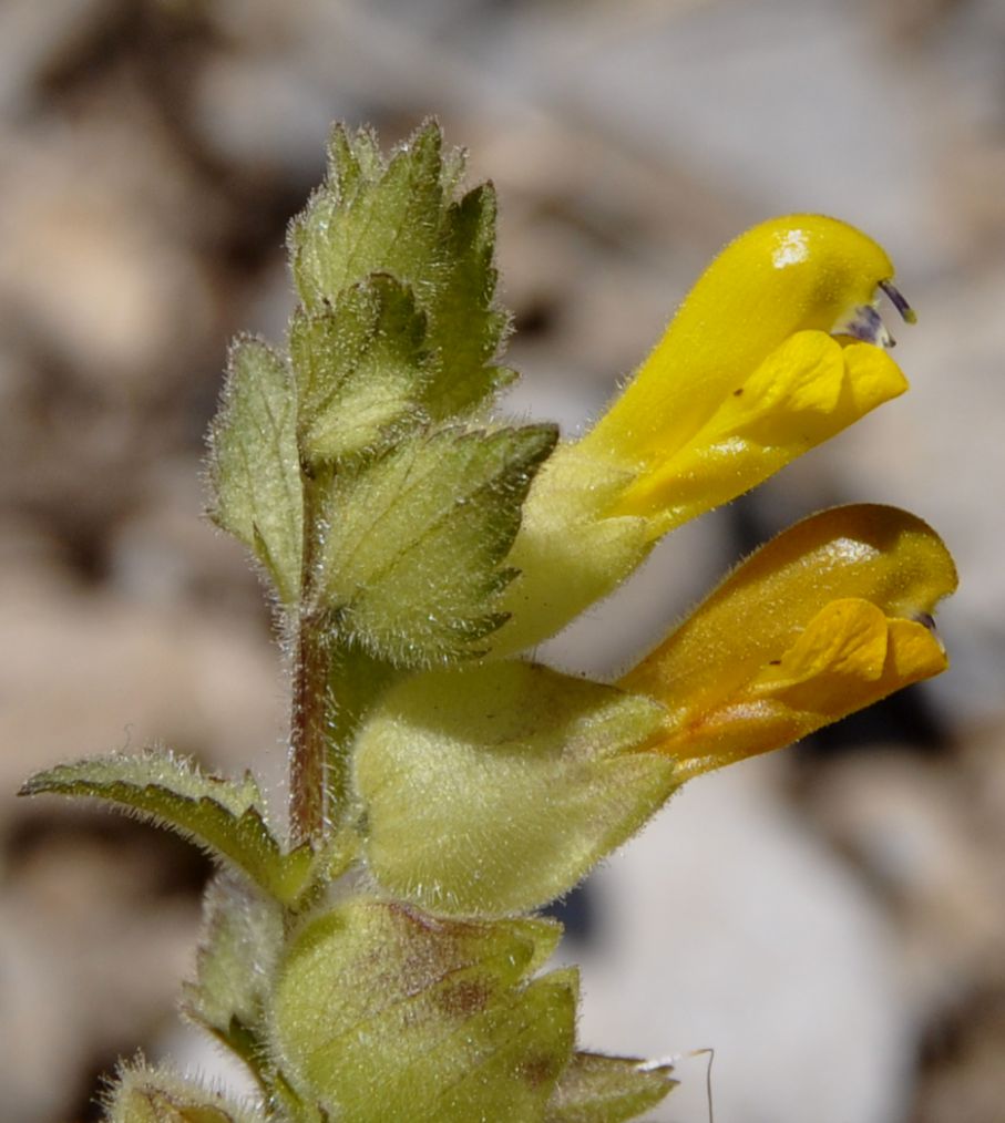 Image of Rhinanthus rumelicus specimen.