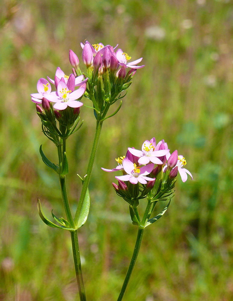 Image of Centaurium erythraea specimen.