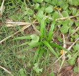 Pandanus tectorius. Молодое растение в полосе зелёных насаждений вдоль пляжа. Таиланд, о-в Пхукет, курорт Ката. 10.01.2017.