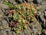 Sedum spathulifolium