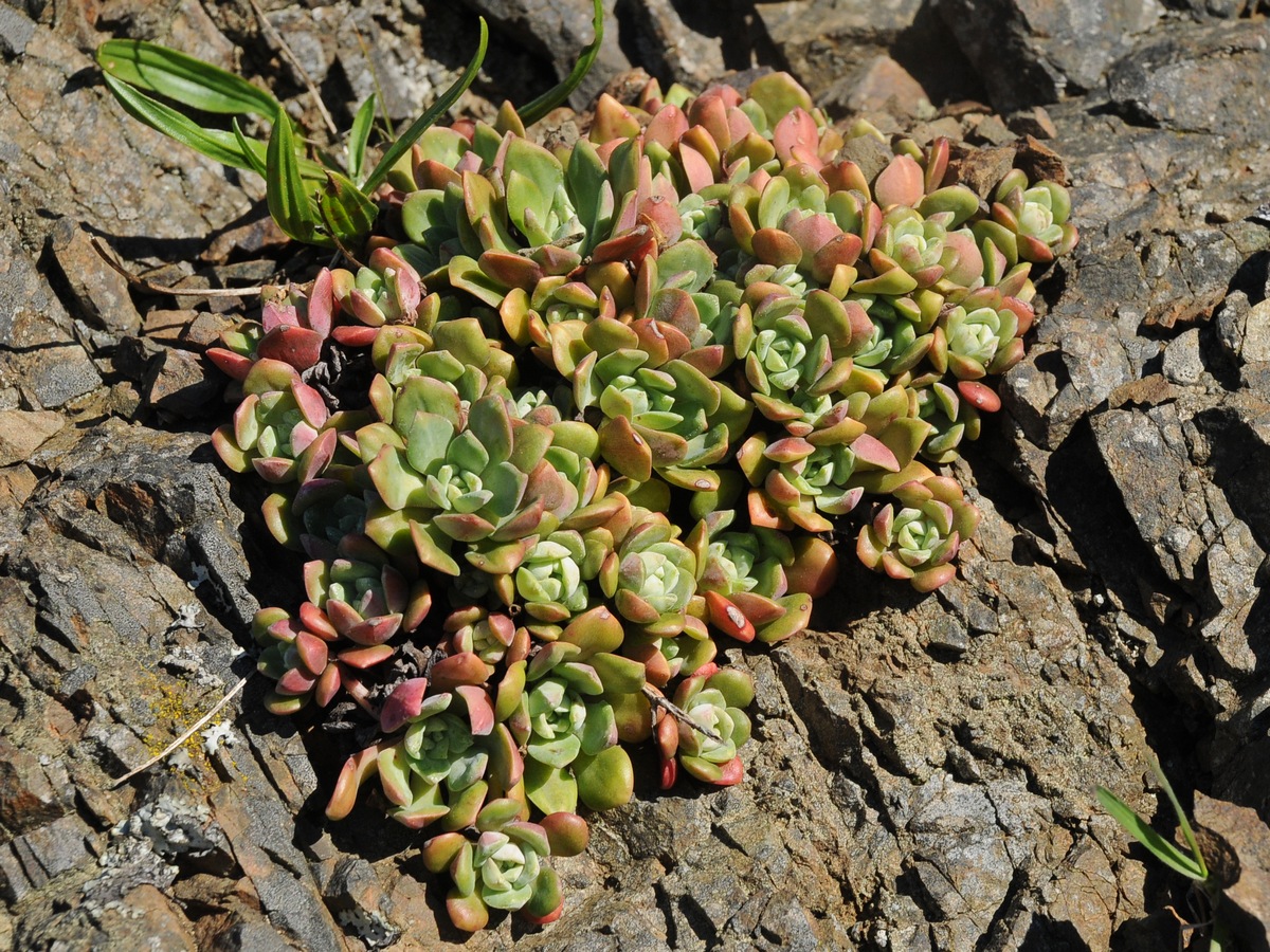 Изображение особи Sedum spathulifolium.