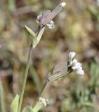 Silene graeca