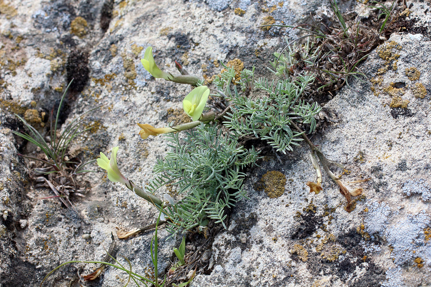 Изображение особи Astragalus dianthus.