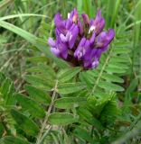 Astragalus danicus