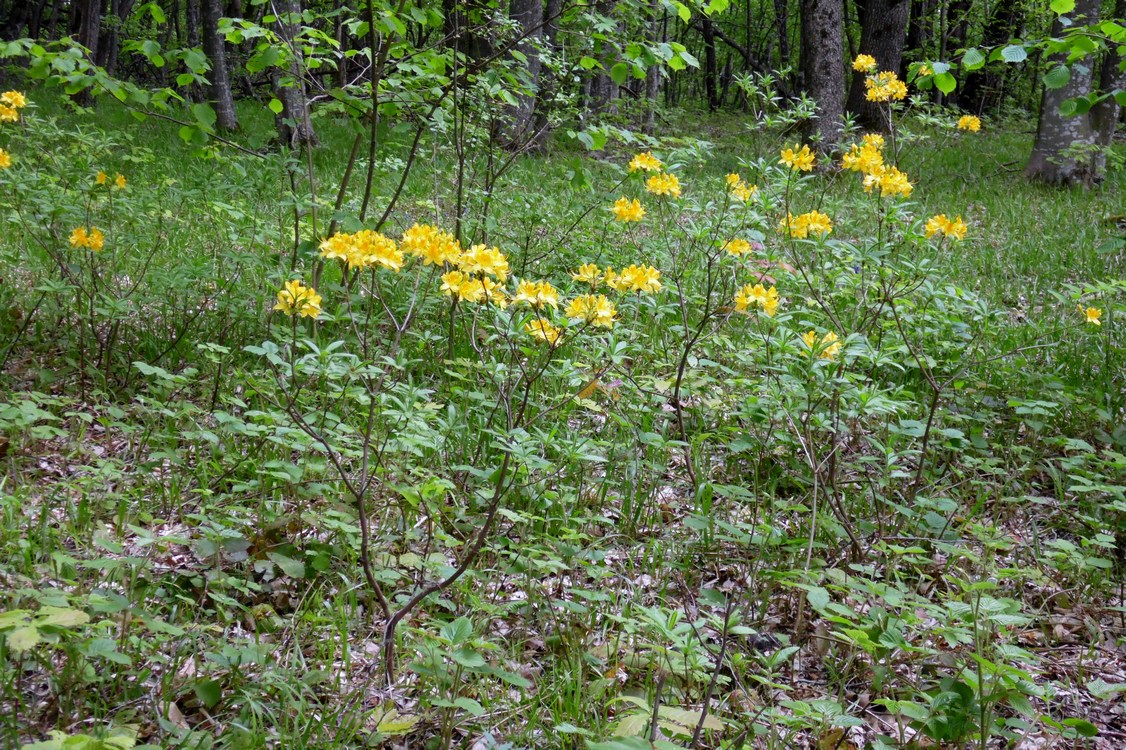 Image of Rhododendron luteum specimen.