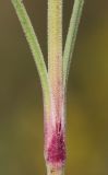 Dianthus pseudarmeria. Часть побега. Ростовская обл., Неклиновский р-н, Фёдоровское с/п, дол. р. Сухой Еланчик, на каменистом склоне. 20.06.2017.